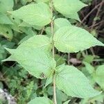 Abatia stellata Leaf