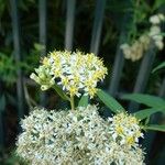 Doellingeria umbellata Flor