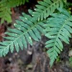 Polypodium interjectum ഇല