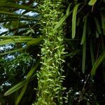 Dischidia nummularia Blatt