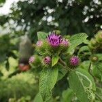 Arctium minusBlomst