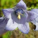 Campanula barbata Flower