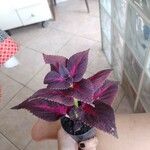 Plectranthus scutellarioidesFolha