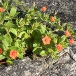 Lysimachia arvensis Blüte