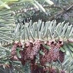 Abies alba Blüte