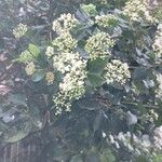 Viburnum tinusЦвят