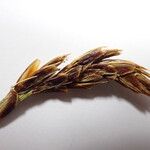 Carex uncinioides Fruit