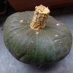 Cucurbita maxima Φρούτο