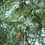 Ptychosperma macarthurii Fruto
