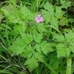 Geranium robertianumFlower