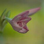 Hippeastrum reticulatum Fiore