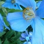 Meconopsis grandis Blüte