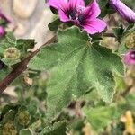 Lavatera arborea 葉