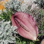 Helicodiceros muscivorus Flors