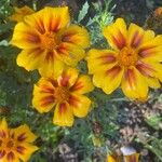 Tagetes erecta Flower