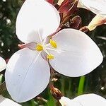 Libertia chilensis Λουλούδι
