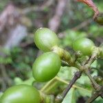 Jasminum didymum Fruchs