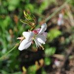 Oenothera lindheimeriFlower