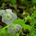 Hydrophyllum appendiculatum Fleur