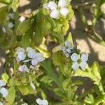 Cakile maritima Flower