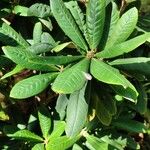 Rhododendron uvariifolium Hoja