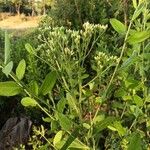 Pluchea ovalis Çiçek