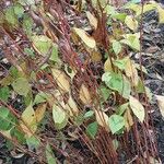 Persicaria virginiana Hoja