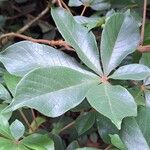 Vitex ferruginea Hostoa