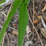 Cephalanthera longifolia Leaf