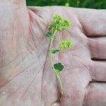 Alchemilla monticola Habit