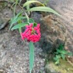 Arachnothryx leucophylla Flower