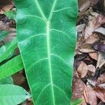 Alocasia longilobaFeuille