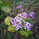 Pericallis papyracea Floro