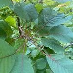 Cotinus obovatus পাতা