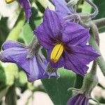 Solanum melongena Flower