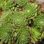 Sempervivum arachnoideum Φύλλο