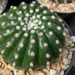 Astrophytum asterias Fuelha