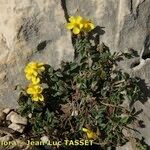 Helianthemum marifolium Buveinė