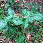 Arum italicum整株植物