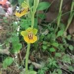 Ophrys lutea Fiore