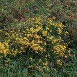 Senecio inaequidens Агульны выгляд