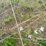 Oldenlandia lancifolia Kwiat