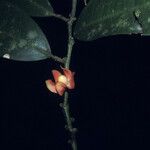 Heisteria cauliflora Flower