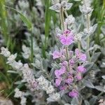 Stachys inflata Fiore