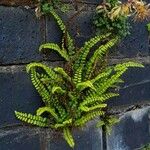 Asplenium trichomanes Συνήθη χαρακτηριστικά