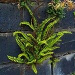 Asplenium trichomanes Habitus