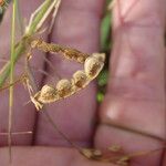 Aeschynomene villosa Fruit