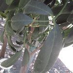 Pilocarpus pennatifolius Övriga