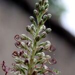 Himantoglossum hircinum Blomst