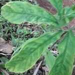 Arisaema dracontium পাতা